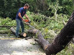 Best Storm Damage Tree Cleanup  in Jemez Pueblo, NM