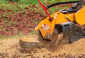 Best Tree Disease Treatment  in Jemez Pueblo, NM