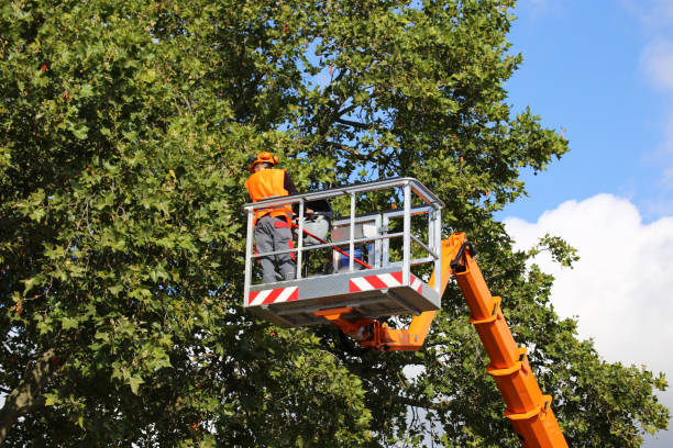 Best Aeration Services  in Jemez Pueblo, NM