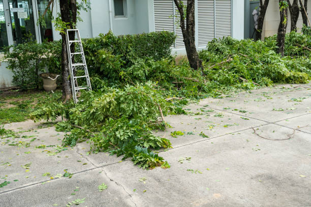 Best Pest Control for Lawns  in Jemez Pueblo, NM