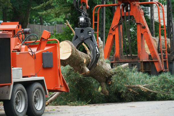 Best Tree Trimming and Pruning  in Jemez Pueblo, NM