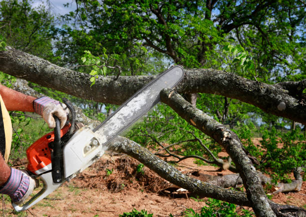 Jemez Pueblo, NM Tree Removal Company