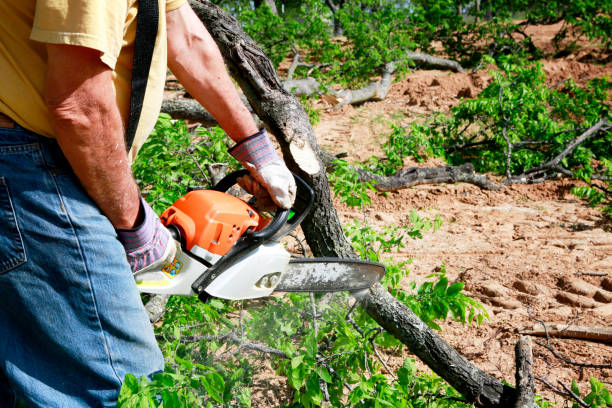 Best Seasonal Cleanup (Spring/Fall)  in Jemez Pueblo, NM