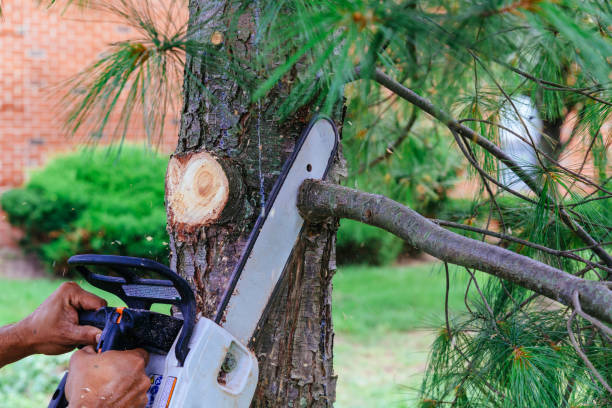 Best Tree and Shrub Care  in Jemez Pueblo, NM